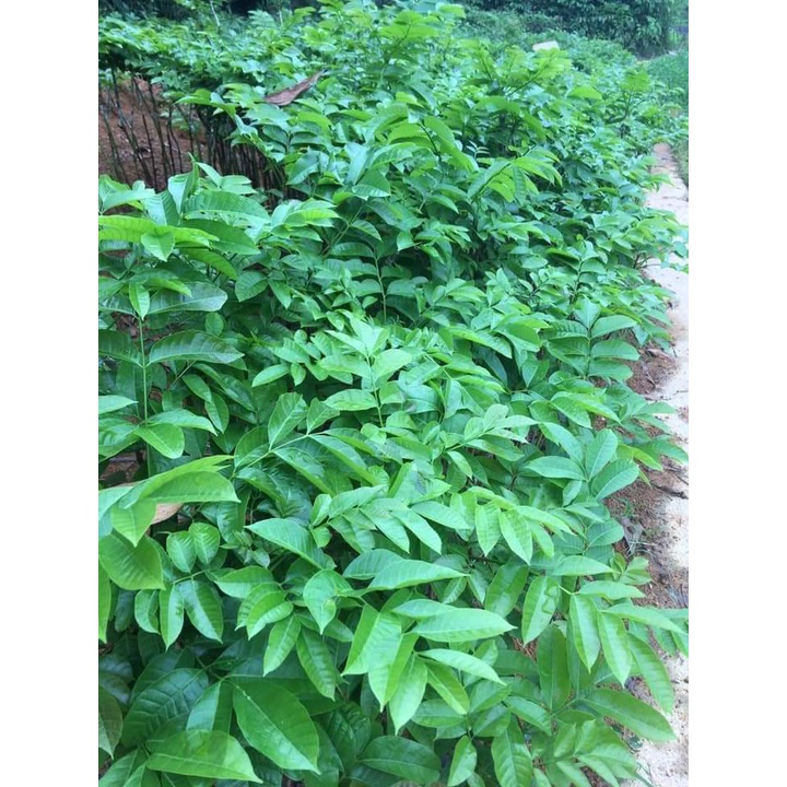 GIỐNG CÂY TRÁM ĐEN GHÉP CHO TRÁI SIÊU SỚM