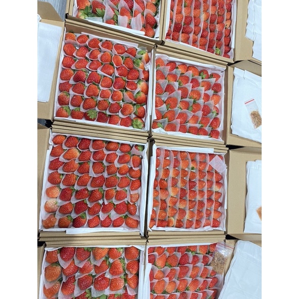 Dâu tây giống Hàn ngọt thơm, chua nhẹ