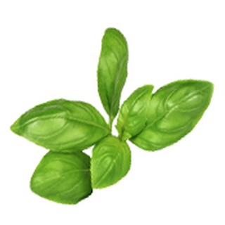 HYDROLAT - BASILIC À LINALOL BIO Aroma-zone(France)