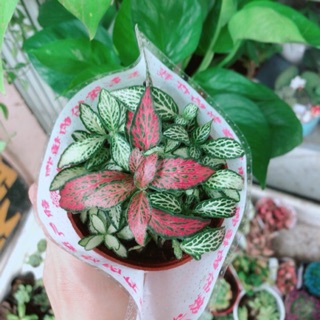 Chậu cây cẩm nhung (lá may mắn)