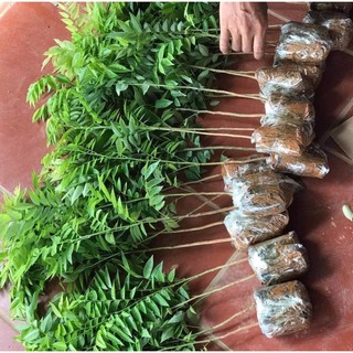 Cây sưa- chuẩn giống cho bà con yên tâm trồng đồi núi