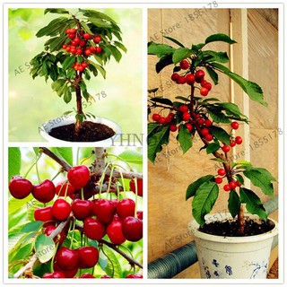 Hạt giống cây ăn trái cherry nhiệt đới 10 hạt - tặng kèm 3 viên nén kích thích hạt nảy mầm - HGT