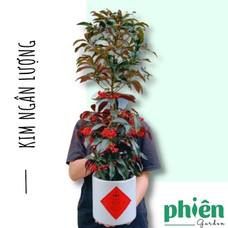 Cây Kim Ngân Lượng trang trí Tết cao 80cm