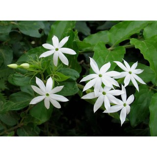 Cây giống cây chè vằng