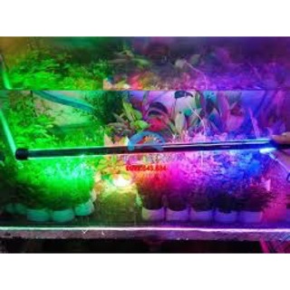 Đèn led cho hồ cá
