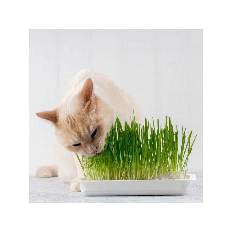 100Gr Hạt Giống Cỏ Lúa Mì Đỏ Cỏ Mèo Wheatgrass