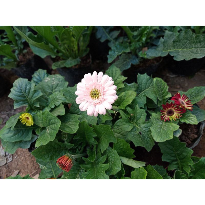 10 Bầu Hoa đồng tiền lùn sai nụ hoa 🌼🌼🌼