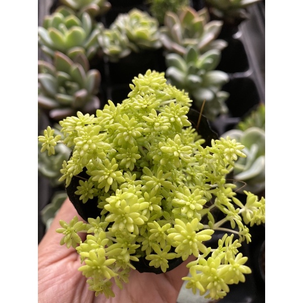 Sen đá sedum vàng