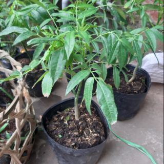 Combo cây giống cóc thái,mận,óc chó,roi