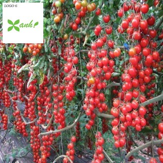 Hạt giống cà chua bi siêu quả ( 30 hạt)