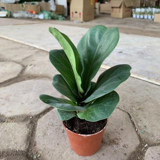 Cây bàng Singapore để bàn cao 17cm, lá tươi xanh giúp thanh lọc không khí, cây phong thuỷ trồng nội thất và để bàn