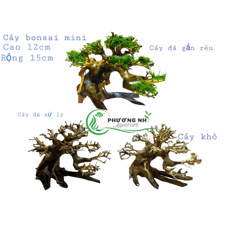 Cây bonsai thuỷ sinh