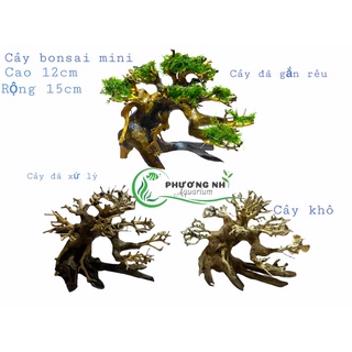 Cây bonsai thuỷ sinh ( cây mini cao 12cm, rộng tán 15cm)