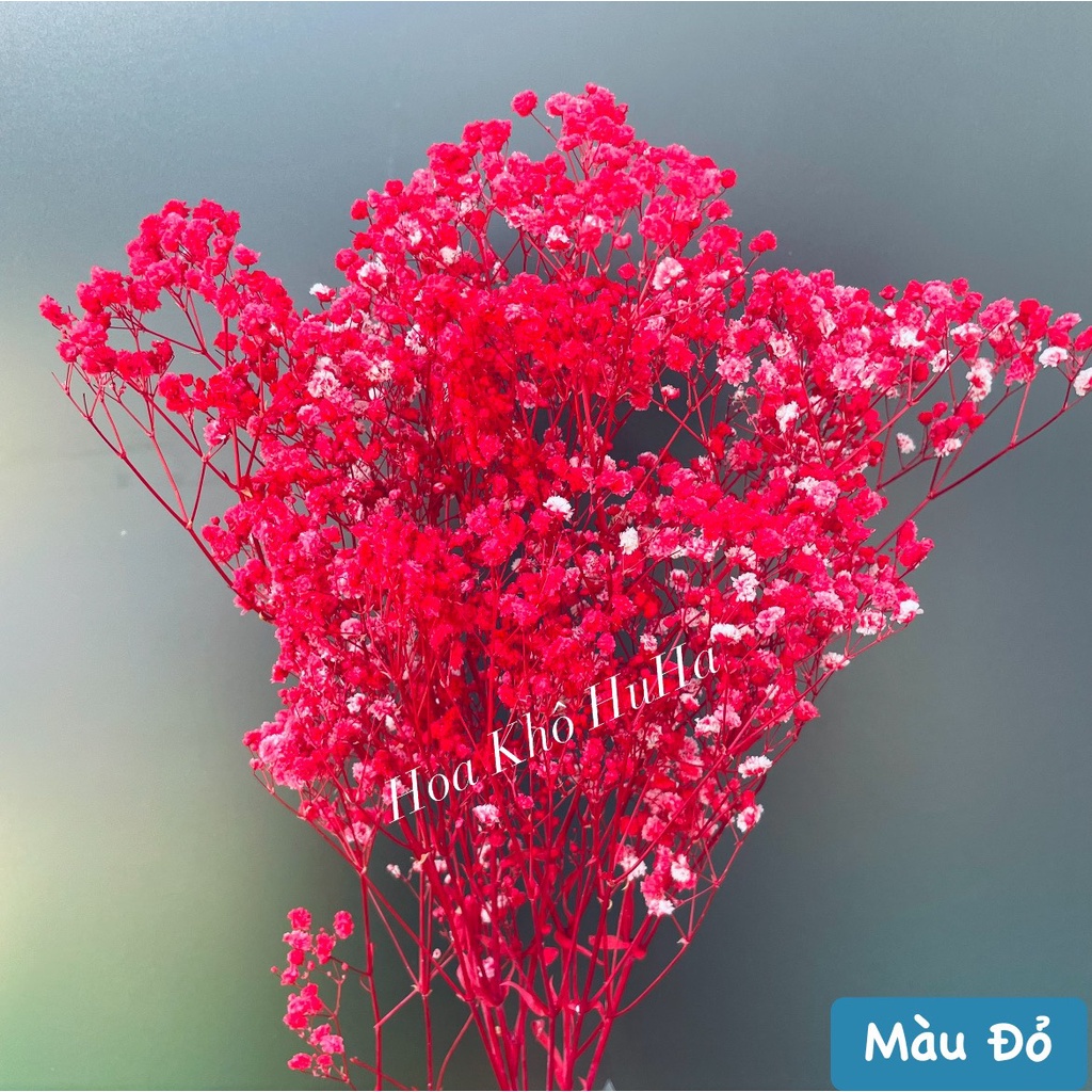 Combo  Hoa khô baby- hoa baby khô - Quà Tặng, Decor Trang Trí