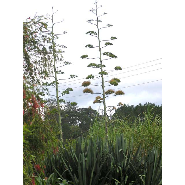 10 Hạt Giống Cây Dứa Sợi ( Thùa Thối )  – Cây cảnh trang trí nội thất ấn tượng