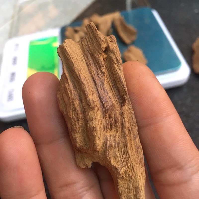 TRẦM HƯƠNG RỤC VÀNG PHƯỚC SƠN LOẠI 1