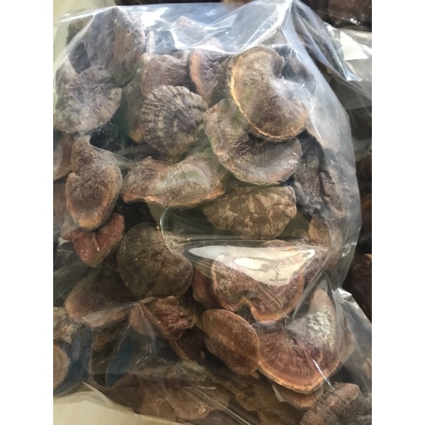 Nấm lim xanh rừng Quảng Nam