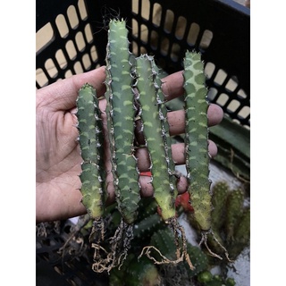 XƯƠNG RỒNG THƯỚC KẺ 22K/CÂY