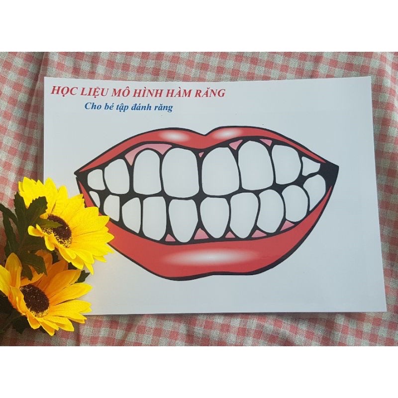 Học liệu mô hình hàm răng cho bé tập học đánh răng