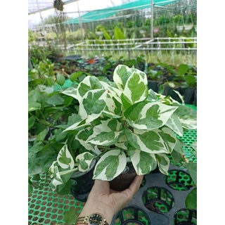 Trầu bà sữa thủy sinh