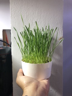 Hạt giống Cỏ Mèo
