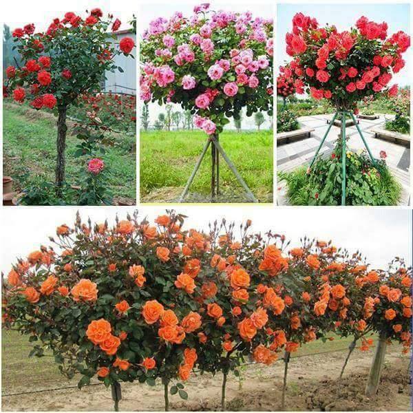 Hạt giống hoa hồng thân gỗ Tree Rose nhiều màu 20 hạt_ tặng kèm 3 viên nén ươm hạt