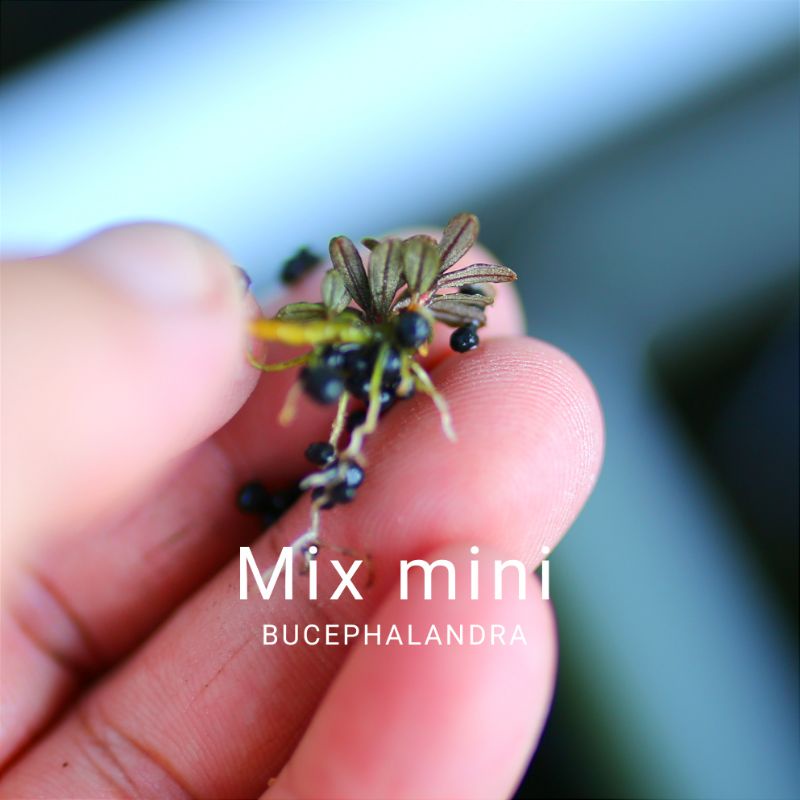 Bucep mix mini | Cây thủy sinh | Hàng ngọn | lá cạn