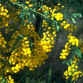 Hạt giống hoa MIMOSA ( cây trinh nữ)- 10 hạt