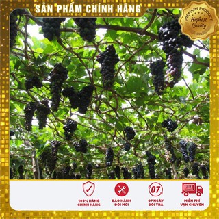 Hạt Giống Nho Pháp