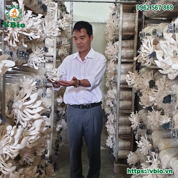 Phôi nấm sò trắng - Nấm bào ngư trắng