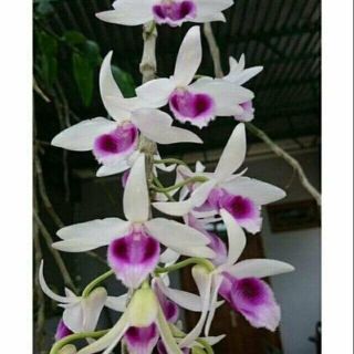 Phi điệp (giả hạc) esso cây giống