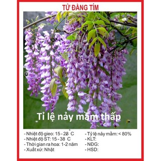 Hạt giống hoa Tử đằng 3H