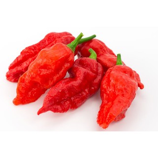 Hạt giống ớt siêu cay Ghost chilli pepper