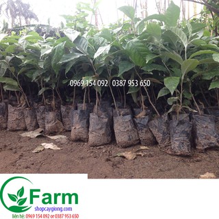 Combo 02 cây nhót ngọt