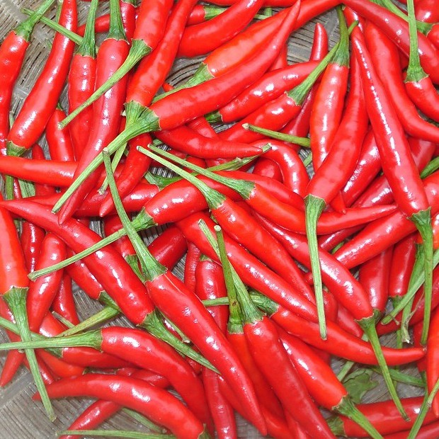 Hạt giống ớt chỉ thiên trái dài siêu cay- rau củ quả trồng chậu, sân vườn ban công nảy mầm cao 0.1gr RADO911