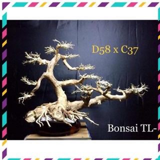 [ Rẻ ] [ BonSai ] Gỗ Lũa Thuỷ Sinh D58xC37 dành cho hồ cá cảnh [ Free Ship ]