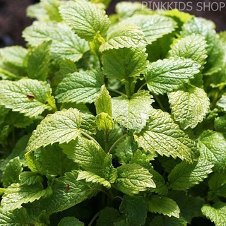 Hạt giống Rau Húng Chanh gói 0,2 gram