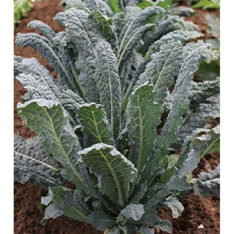 Hạt giống Cải Kale Khủng Long (Cải Xoăn Kale Laci Ý) dễ trồng
