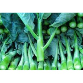 Hạt giống rau cải làn  mập