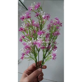 Cành bi trắng nở