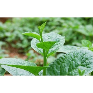 HẠT GIỐNG RAU MỒNG TƠI