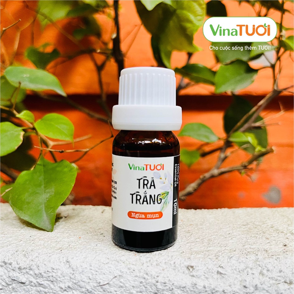 Chai Tinh Dầu Hoa Trà Trắng  VINA TƯƠI 10ml/50ml Xông Thơm Phòng Ngủ, Thơm Xe, Thơm Nhà