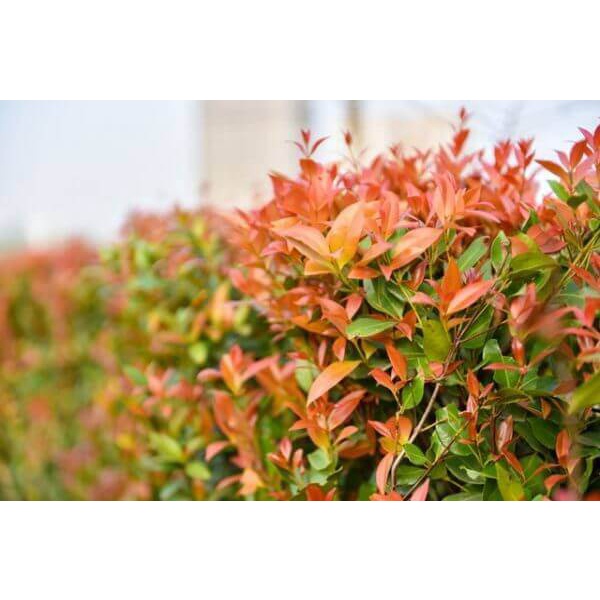 Cây Syzygium campanulatum Red Lip (Hồng Nam Mộc) chậu nhựa 8cm