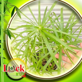 Cây Thủy Trúc hấp thu chất ô nhiễm
