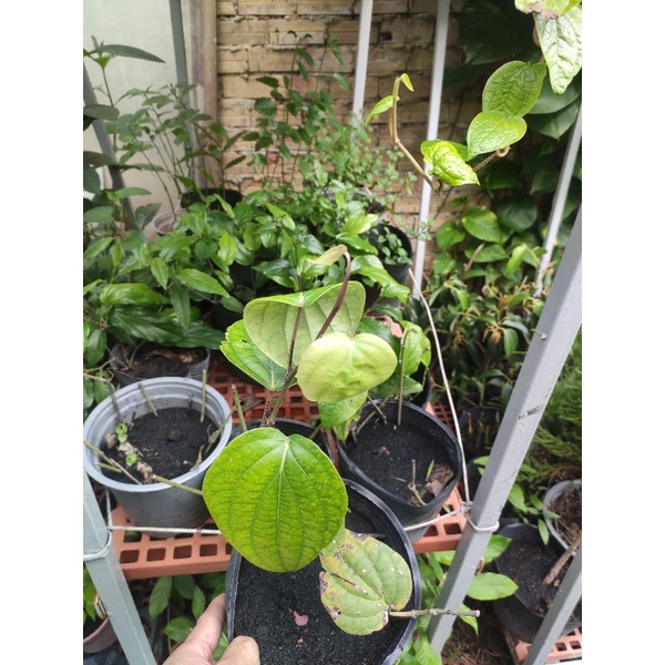 cây tiêu xanh, tiêu sọ, tiêu đen, hồ tiêu ( piper nigrum)