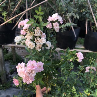 [Cây giống hoa] Hồng bụi Vineyard Song