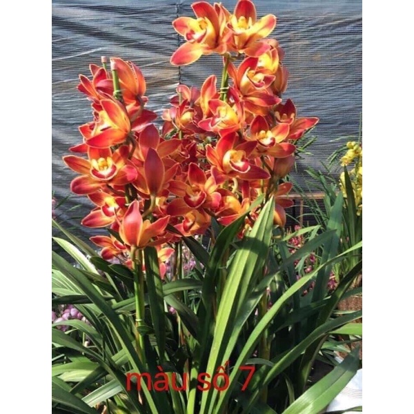 Địa lan santo hoa Tết