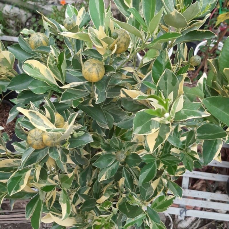 Quất  đang trái