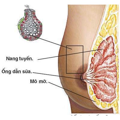 Nhũ Đan - Hàng Việt Nam - Hộp 20 Viên - Giảm Nguy Cơ Hình Thành & Làm Chậm Phát Triển U Xơ Tuyến Vú