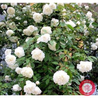 Cành Chiết Hồng Cổ Bạch Xếp Cành Chiết Hoa Hồng